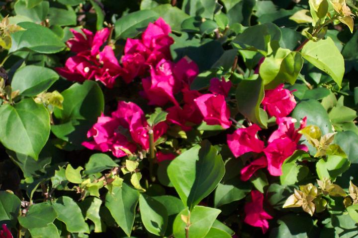 jamaica 036.jpg